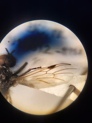 Bibio albipennis