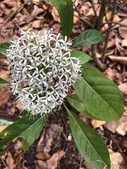 Pavetta australiensis