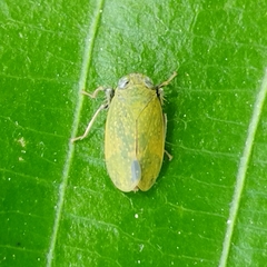 Coelidiinae