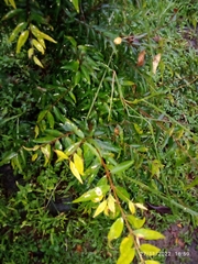 Azadirachta indica