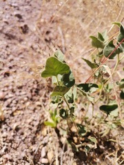 Aristolochia wrightii