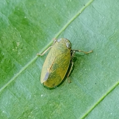 Coelidiinae