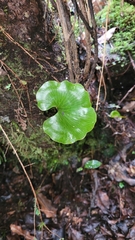 Hymenophyllum nephrophyllum