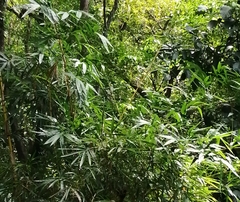 Bambusa vulgaris