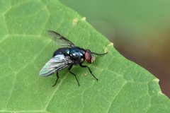 Morellia simplex