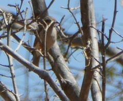 Gymnoris superciliaris