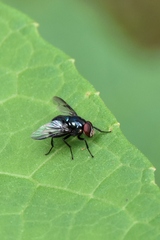Morellia simplex