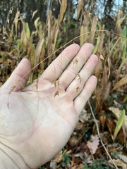 Chasmanthium latifolium