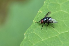 Morellia simplex
