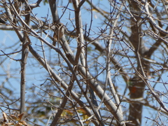 Gymnoris superciliaris