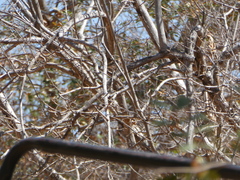 Gymnoris superciliaris