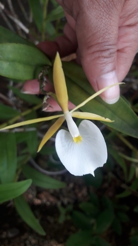 Epidendrum eburneum, photograph 3