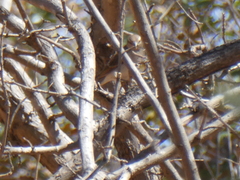 Gymnoris superciliaris