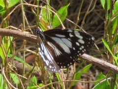 Danaus affinis