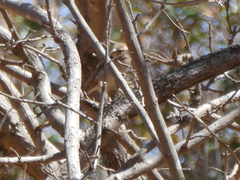 Gymnoris superciliaris