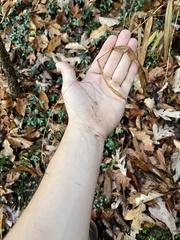 Chasmanthium latifolium