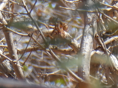 Gymnoris superciliaris