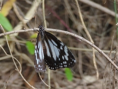 Danaus affinis