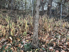 Chasmanthium latifolium