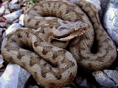 Vipera aspis zinnikeri