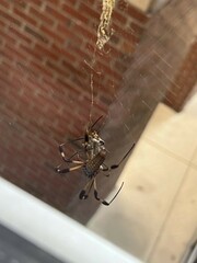 Trichonephila clavipes