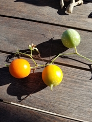 Ibervillea sonorae