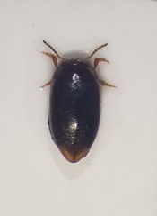Hydroporus obscurus