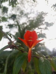 Columnea