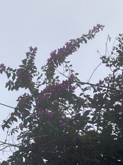 Bougainvillea glabra