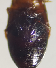 Hydroporus obscurus