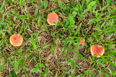 Hortiboletus rubellus