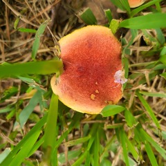 Hortiboletus rubellus