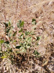 Aristolochia wrightii