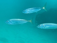 Trachurus symmetricus