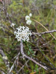 Pimelea linifolia linifolia