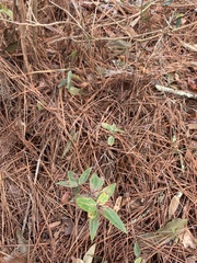 Gelsemium sempervirens