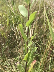 Solidago rigida rigida