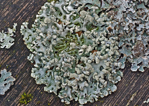Powder-headed Tube Lichen