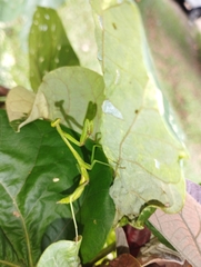 Stagmomantis theophila