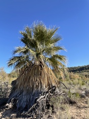 Washingtonia filifera