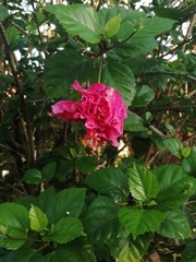 Hibiscus rosa-sinensis