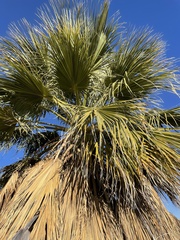 Washingtonia filifera