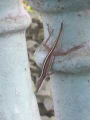 Anolis