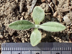 Osteospermum calendulaceum