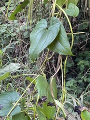 Dioscorea alata