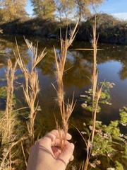 Andropogon virginicus virginicus
