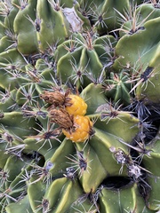 Ferocactus robustus