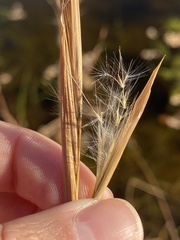 Andropogon virginicus virginicus