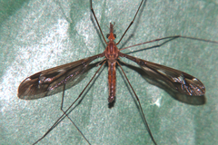 Leptotarsus huttoni