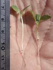 Osteospermum calendulaceum